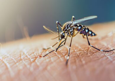 Κοντινή λήψη κουνούπιου τίγρη (Aedes albopictus) με χαρακτηριστικές λευκές ρίγες στα πόδια και στο σώμα, έτοιμο να τσιμπήσει ανθρώπινο δέρμα.