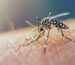 Κοντινή λήψη κουνούπιου τίγρη (Aedes albopictus) με χαρακτηριστικές λευκές ρίγες στα πόδια και στο σώμα, έτοιμο να τσιμπήσει ανθρώπινο δέρμα.